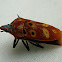 Mallotus Shield Bug