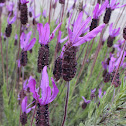 French Lavender