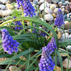 Grape Hyacinth