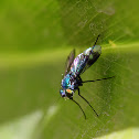Long legged fly