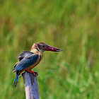 Stork-billed Kingfisher