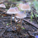 Mushrooms