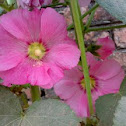 Pink Hollyhock Flower