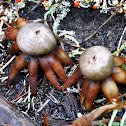 Hygroscopic Earthstar