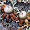Hygroscopic Earthstar
