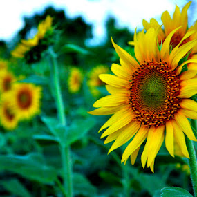 Sunflower by Akash Kumar - Novices Only Flowers & Plants ( green, sunflower, beauty, yellow, closeup )