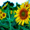 DSC_0031resiz.jpg