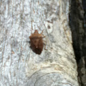 Brown Shield Bug