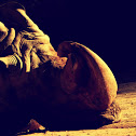 White rhinoceros
