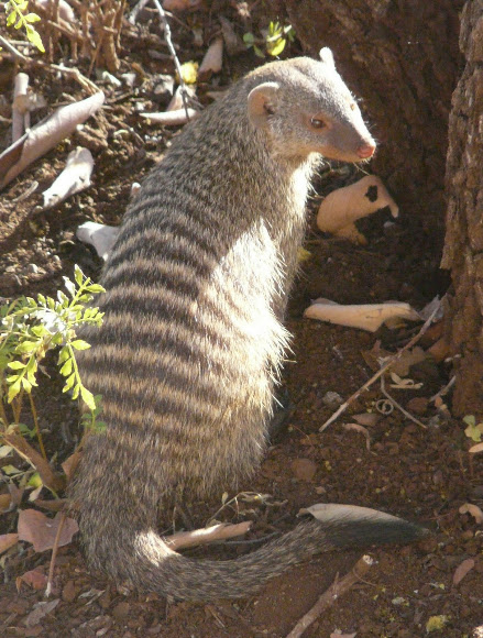 Spotting Image 1