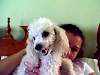 Perro French Poodle Perdido Manzanillo Colima