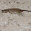 Antlion