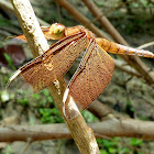 Fulvous Forest Skimmer (female)