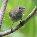 Indigo Bunting (immature male)