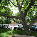 Persian walnut