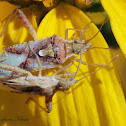 Scentless Plant Bugs (Mating)