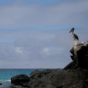 Pelican of Galapagos