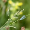 Lacewing