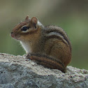 Eastern chipmunk