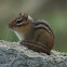 Eastern chipmunk