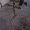 Gopher snake