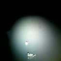 Pied Avocet - Säbelschnäbler