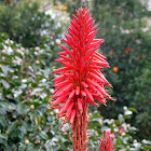 Krantz Aloe