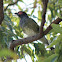 Australasian Figbird