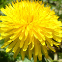 Diente de León