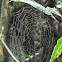dew covered web