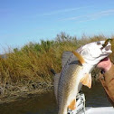 Redfish (Red drum)