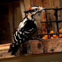 Downy woodpecker