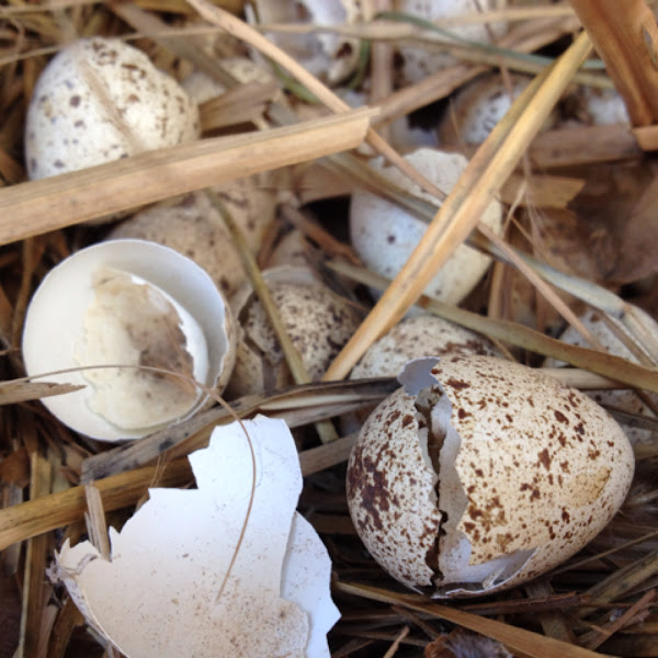 Gambel's Quail hatched egg nest Project Noah