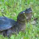 Common Snapping Turtle