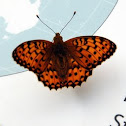 Dark Green Fritillary