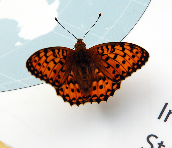 Spotting Image 1