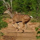 Greater Kudu