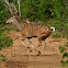Greater Kudu