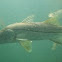 Snook