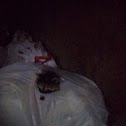 Raccoon