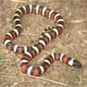 California mountain king snake