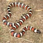 California mountain king snake