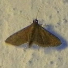 Moth