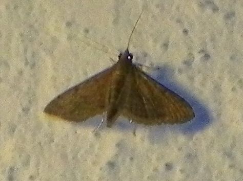 Spotting Image 1