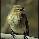 Yellow-rumped Warbler