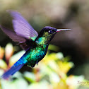 Fiery-throated Humminbird