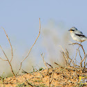 Great Grey Shrike