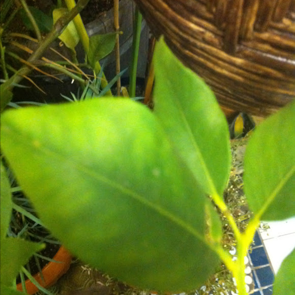 Spotting Image 1