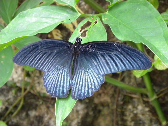 Spotting Image 1