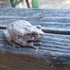 Grey tree frog